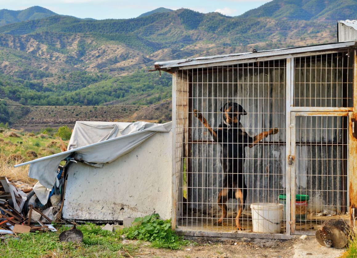 The abolition of all cages of shame (Dogs in cages)
