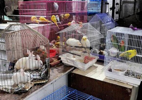 ΚΑΤΑΣΤΗΜΑΤΑ ΠΩΛΗΣΗΣ ΖΩΩΝ (PETSHOPS) Παρακολούθηση της ανάπτυξης και εφαρμογής της νομοθεσίας και της πλήρους απαγόρευσης της πώλησης ζώων