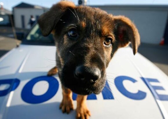 Δημιουργία Αστυνομίας για τα Ζώα