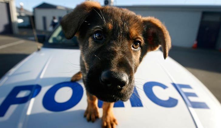 Δημιουργία Αστυνομίας για τα Ζώα